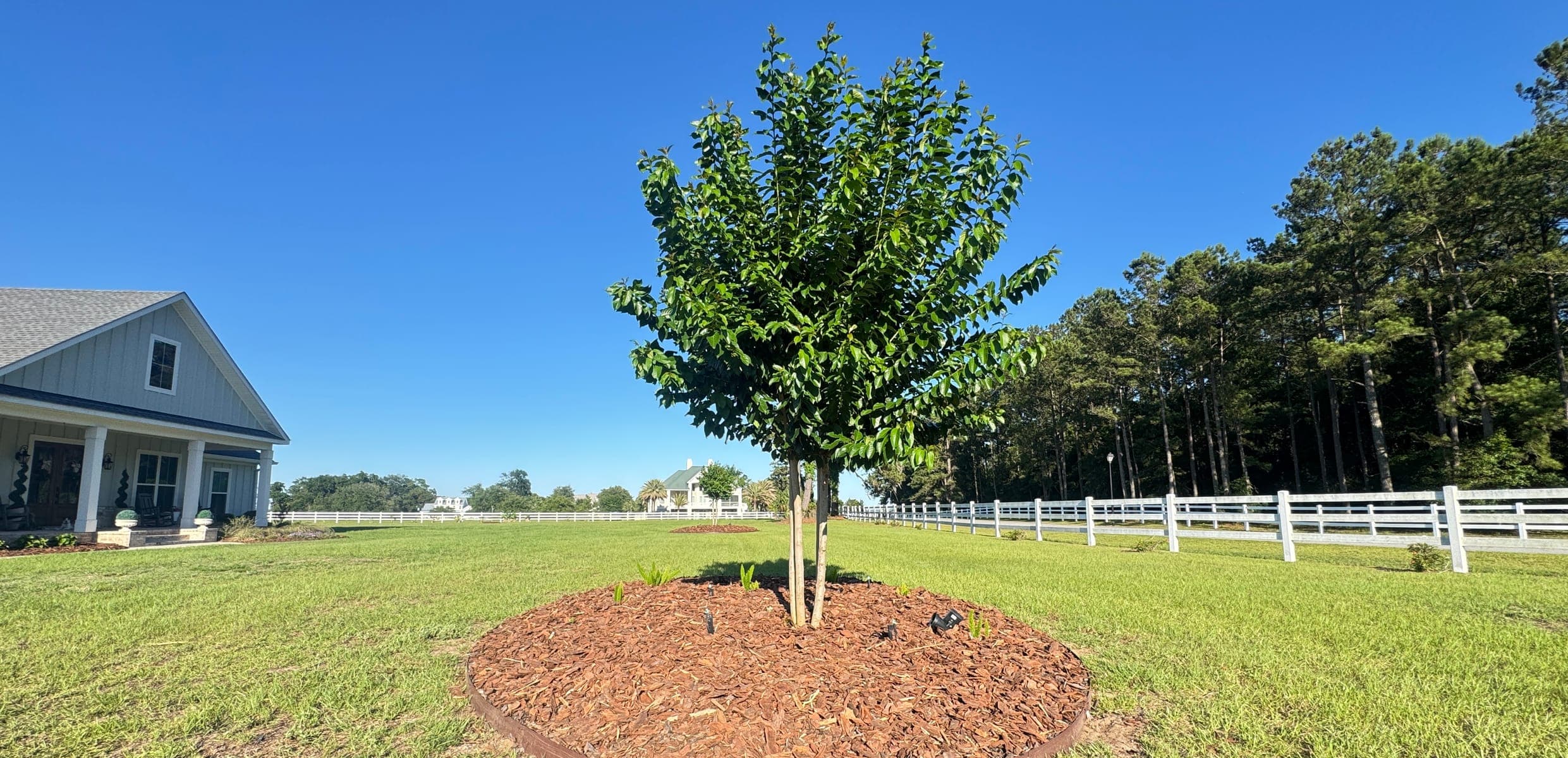 Tree Service in Tybee Island